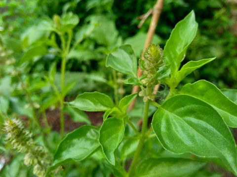 Fresh lemon basil (kemangi, Ocimum basilicum, Ocimum americanum, O. basilicum var. anisatum Benth) in the garden