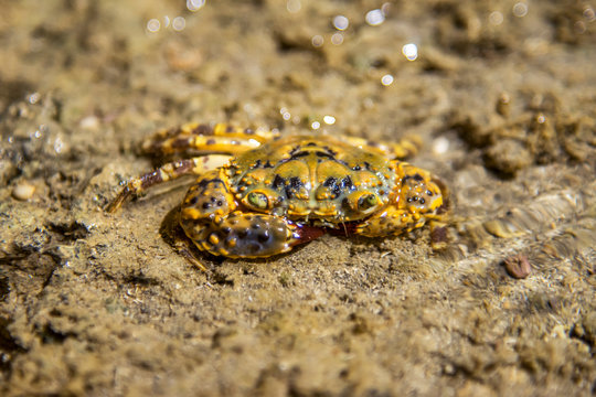 Warty crab photographed in Coroa Vermelha Island, Bahia. Atlântic Ocean. Picture made in 2016.