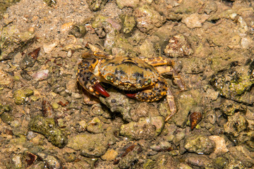 Warty crab photographed in Coroa Vermelha Island, Bahia. Atlântic Ocean. Picture made in 2016.