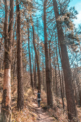 A young woman walking through the giant pines of Mount Adarra in Guipuzcoa. Basque Country