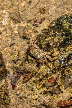 Warty crab photographed in Coroa Vermelha Island, Bahia. Atlântic Ocean. Picture made in 2016.