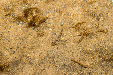 Shrimp photographed in Coroa Vermelha Island, Bahia. Atlântic Ocean. Picture made in 2016.