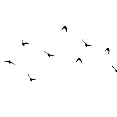 A flock of flying birds. Vector illustration