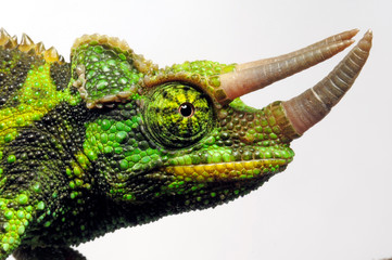 Jackson's chameleon / Dreihornchamäleon (Trioceros jacksonii) © bennytrapp
