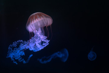 Jellyfish