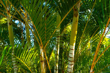 Obraz na płótnie Canvas Bamboo and palm tree leafs background texture.