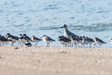 Black bellied Plover photographed in Coroa Vermelha Island, Bahia. Atlântic Ocean. Picture made in 2016.