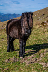 A black horse with a lot of hair up on top of Mount Adarra in Guipuzcoa. Basque Country