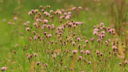 Thistle pink flower on a meadow field