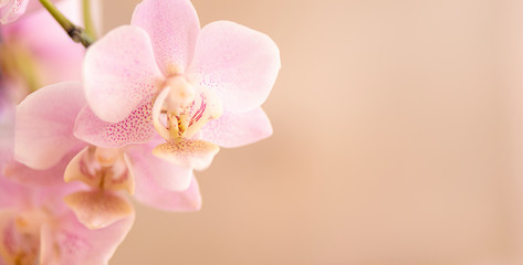 Fototapeta na wymiar Orchideenblüten in rosa pink mit Freiraum Panorama