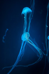 Jellyfish