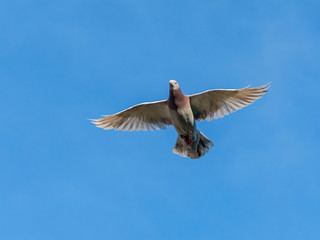 Flying racing pigeon with wings spread wide open