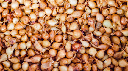texture of fresh chives or wild onion seeds