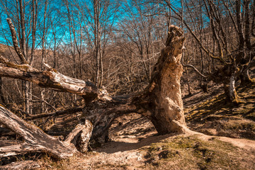 A tunnel with a path in a tree in the beech tree of Mount Adarra in Gipuzkoa