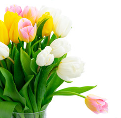 Obraz premium red and yellow tulips