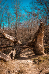 A tunnel in a tree in the beech of trees of Mount Adarra in Gipuzkoa