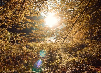 Obraz premium Autumn bright golden leaves nature photo