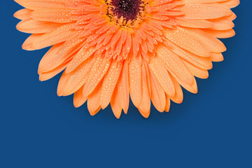 Beautiful fresh gerbera flowers with dew drops on the petals.