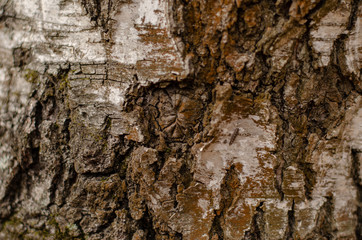 Background in the form of a tree bark texture. Elements of a cracked tree bark