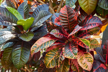 Codiaeum variegatum, Croton, plant with colorful ornamental foliage. Deciduous plant in the botanical garden. © iryna_l