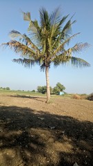 Fototapeta premium coconut trees on field