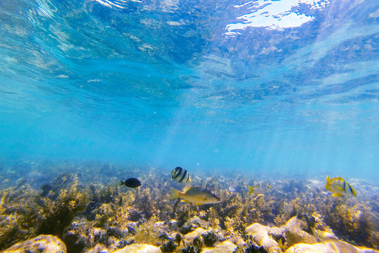 Fish photographed in Coroa Vermelha Island, Bahia. Atlântic Ocean. Picture made in 2016.