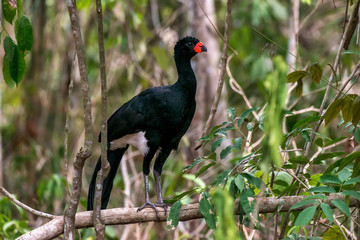 Red billed Curassow  photographed  in Linhares, Espirito Santo. Southeast of Brazil. Atlantic Forest Biome. Picture made in 2016.
