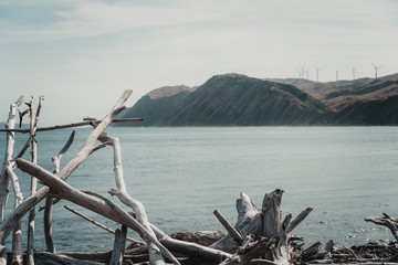 Fototapeta na wymiar Landscape of Beach in Wellington, New Zealand;