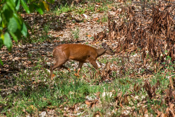 Deer photographed in Linhares, Espirito Santo. Southeast of Brazil. Atlantic Forest Biome. Picture made in 2016.