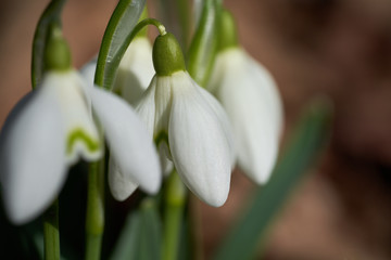 Selective focus of flower head of Galanthus nivalis in the forest. Known as snowdrop or common snowdrop. Sunny day.