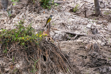 Tropical Kingbird photographed  in Linhares, Espirito Santo. Southeast of Brazil. Atlantic Forest Biome. Picture made in 2016.