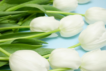 White tulips are scattered on a pastel blue background. Gift for Mother's Day, Valentine's Day, Women's Day. Blank for banner.