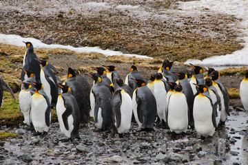 Pinguine in Südgeorgien Antarktis