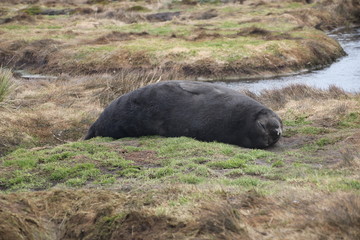Seeelefant in Südgeorgien Teiche Landschaft