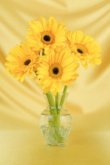 Yellow gerber daisies isolated on an elegant silky yellow background. Vase of flowers