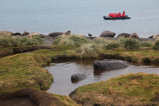 Seeelefant in S&uuml;dgeorgien Teiche Landschaft