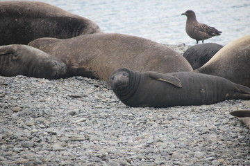 Seeelefant am Kiesstrand liegend - Antarktis S&uuml;dgeorgien