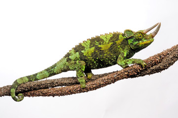 Jackson's chameleon / Dreihornchamäleon (Trioceros jacksonii) © bennytrapp