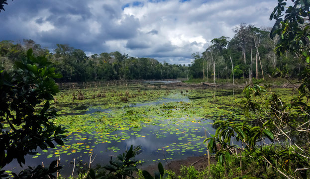 Dry lagoon photographed  in Linhares, Espirito Santo. Southeast of Brazil. Atlantic Forest Biome. Picture made in 2016.