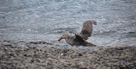 Badender Skua / Petrel in Antarktis