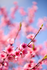 Cerisier en fleurs au printemps.