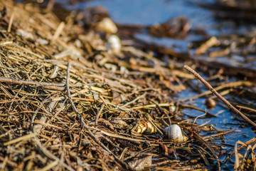 River snail shells on wet grass 