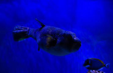 Arothron meleagris the guineafowl puffer or golden puffer sea yellow fish saltwater aquarium nature...