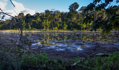 Dry lagoon photographed  in Linhares, Espirito Santo. Southeast of Brazil. Atlantic Forest Biome. Picture made in 2016.