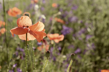 Colorful flowers outdoor. Red poppy flower meadow. Beautiful nature background.