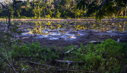 Fototapeta na wymiar Dry lagoon photographed in Linhares, Espirito Santo. Southeast of Brazil. Atlantic Forest Biome. Picture made in 2016.