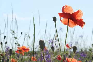 Colorful flowers outdoor. Red poppy flower meadow. Beautiful nature background.