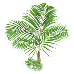 Decoration palm house plant  tropical plant natural on a white background watercolor vintage vector illustration editable hand drawn