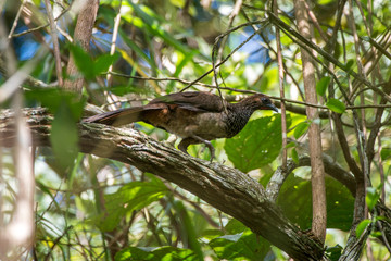 Fototapeta premium East Brazilian Chachalaca photographed in Santa Maria de Jetiba, Espirito Santo. Southeast of Brazil. Atlantic Forest Biome. Picture made in 2016.