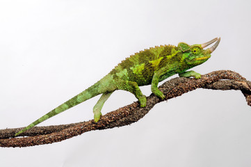 Jackson's chameleon / Dreihornchamäleon (Trioceros jacksonii) © bennytrapp